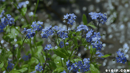 沾满露珠的蓝色小花图片:露水,小花,薰衣草