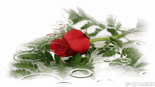 掉落雨水红玫瑰花唯美图片