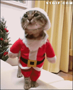 猫猫过圣诞动态图片:猫猫