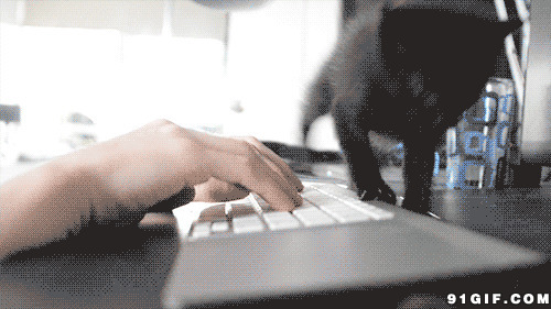 键盘上恶搞的小黑猫视频图片