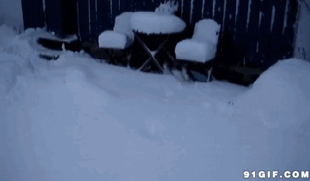 小猫猫雪中蹦蹦跳跳图片