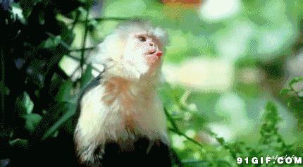 逗比的小猴子搞笑图片:猴子