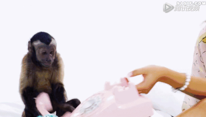 小猴子拿电话图片