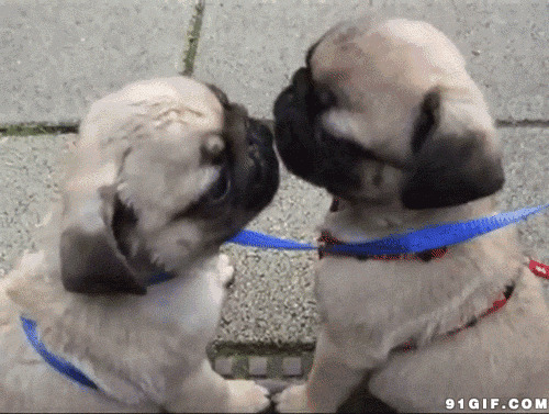 宠物狗狗的爱情亲吻图片:狗狗,亲吻
