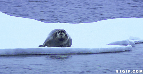 冰河上的海豹动态图片:海豹,动物