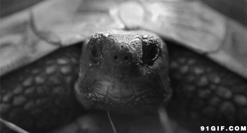 缩头的乌龟动态图片:乌龟,缩头