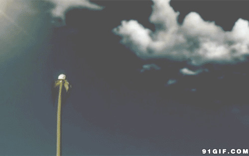 风吹散的蒲公英视频图片