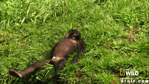 躺在草地上休闲的猴子图片