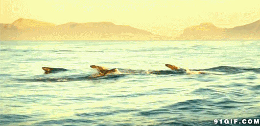 鱼群跳跃海面图片:跳跃,鱼群,海豚