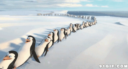 企鹅排队摔倒图片:企鹅