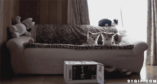 猫猫钻箱子失误搞笑图片:猫猫