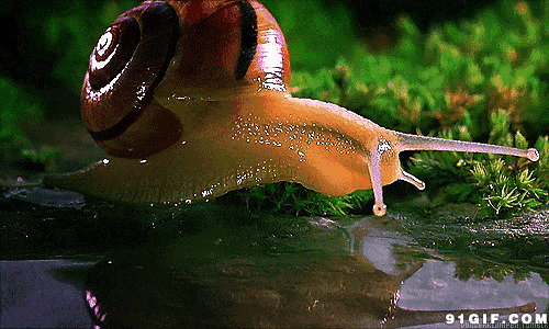 蜗牛吸水动态图片