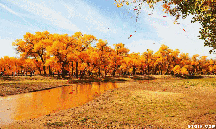 秋天飘落枫叶风景素材图片