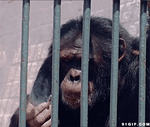 大猩猩铁笼里抽烟图片:猩猩,抽烟