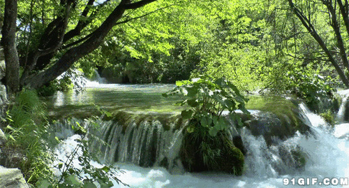 绿树成荫小溪流水风景图片