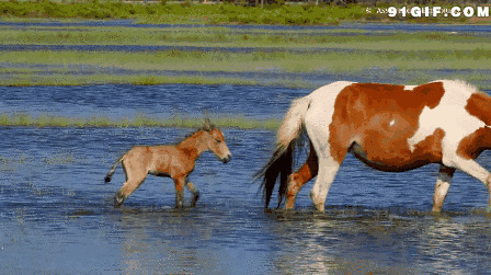 跟随妈妈的小马驹图片:骏马,马驹,小马
