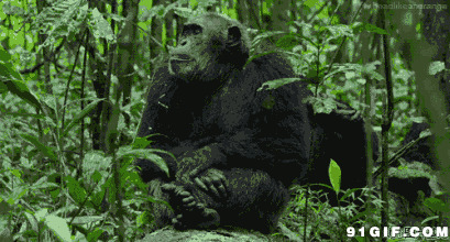 坐立不安的大猩猩图片
