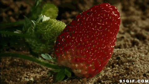 变颜色的草莓动态图片:草莓,生长