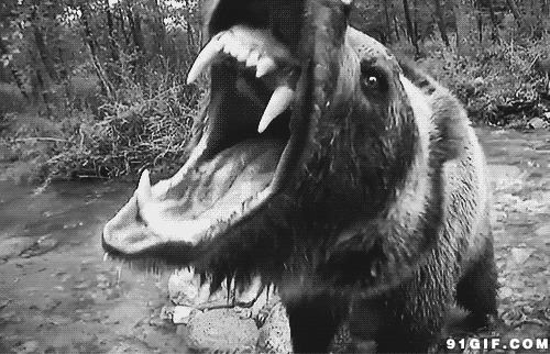 狗熊张嘴视频图片:狗熊,獠牙