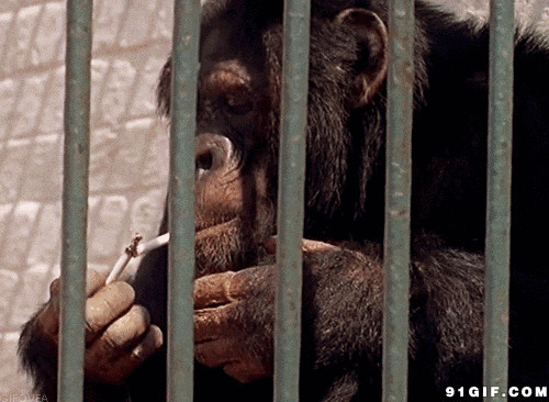 大猩猩铁笼抽烟图片:猩猩,抽烟