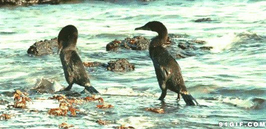 大海边站立的水鸭图片:鸭子