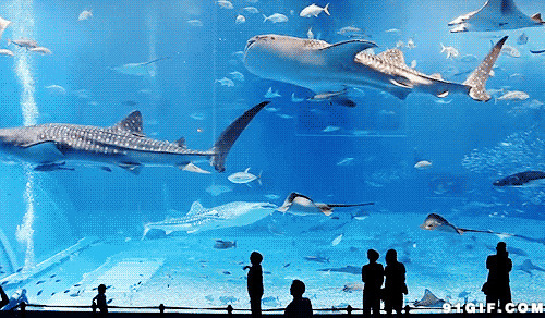 海洋馆看鲨鱼视频图片