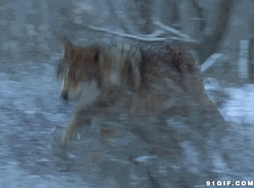 寒冬奔跑的孤独野狼图片:狼,野狼