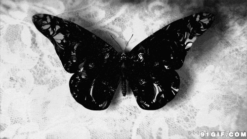 黑色的蝴蝶视频图片:蝴蝶