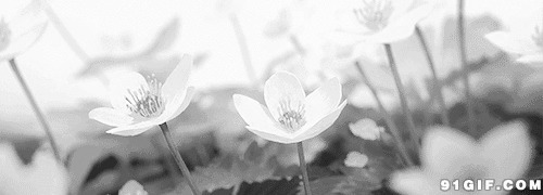 小白花唯美黑白动态图:小花,白花,唯美