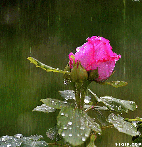 雨中花图片:下雨,玫瑰花