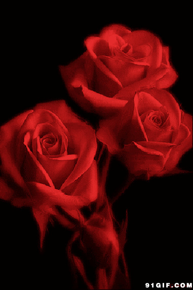 玫瑰花唯美动态gif图:玫瑰花,唯美