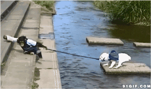 猴子牵狗狗过河动态图:猴子,狗狗,过河