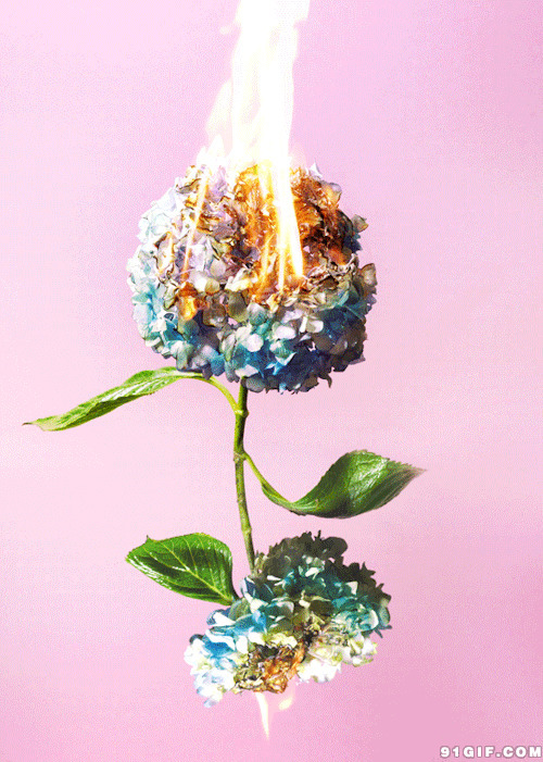 鲜花燃烧动态图:燃烧,鲜花,花朵