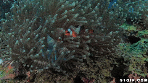 海底世界鱼的图片:观赏鱼,海底,热带鱼
