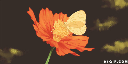 蝴蝶采蜜唯美卡通gif图片:采蜜,花朵,蝴蝶
