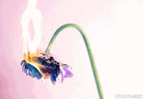 燃烧的鲜花gif图片:鲜花,燃烧