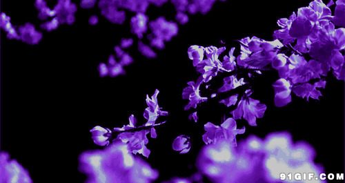 紫色花唯美动态图:唯美,紫色,鲜花