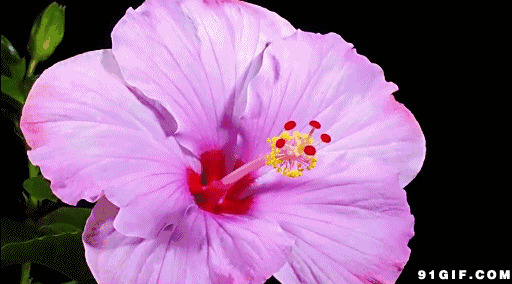 鲜花怒放gif图片:鲜花,花开,盛开