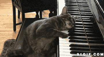 猫咪弹琴动态图