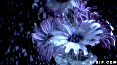花瓣雨图片:花瓣雨,花瓣