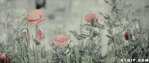 唯美鲜花背景图片:鲜花,开花