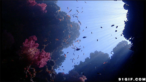 深海鱼群gif图:海底,鱼群