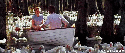 划船看鸭子动态图:划船,鸭子