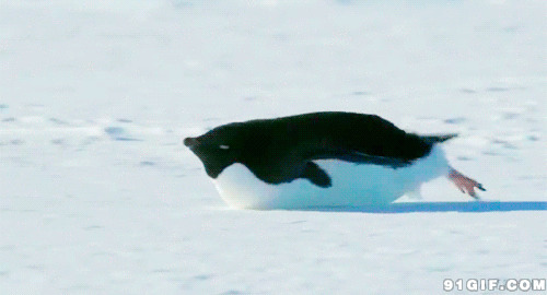 企鹅雪地滑行图片:企鹅,滑行,雪地