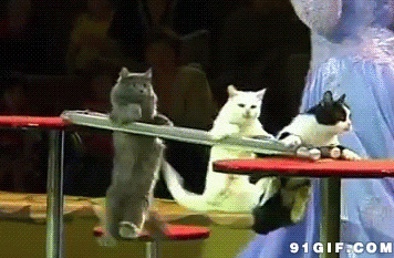 训练猫咪动态图片:猫猫,训练,杂耍