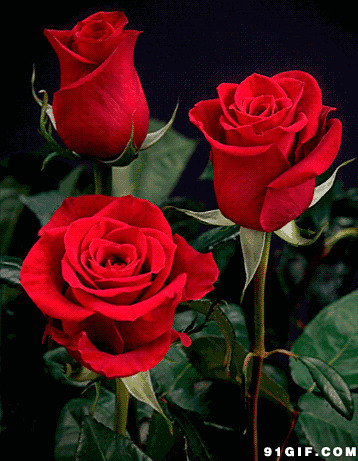 红色玫瑰花图片:玫瑰花,红玫瑰