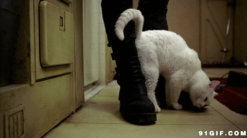 猫猫蹭鞋子动态图