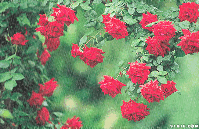 雨中大红花动态图:红花,红色花,下雨