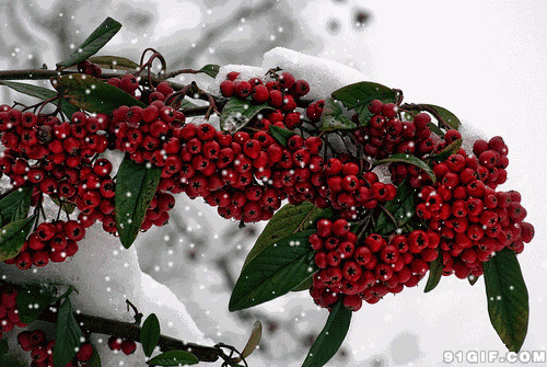 冬季下雪唯美动态图:寒冬,冬季,下雪,果实