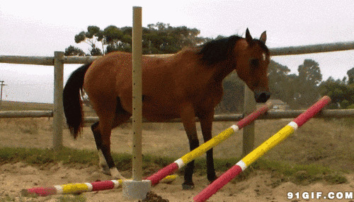 马撞栏杆动态图:栏杆,骏马